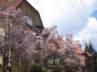 magnolia